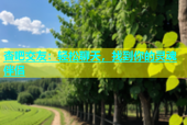 杏吧交友：轻松聊天，找到你的灵魂伴侣